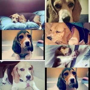 Meet your Posher, Diana